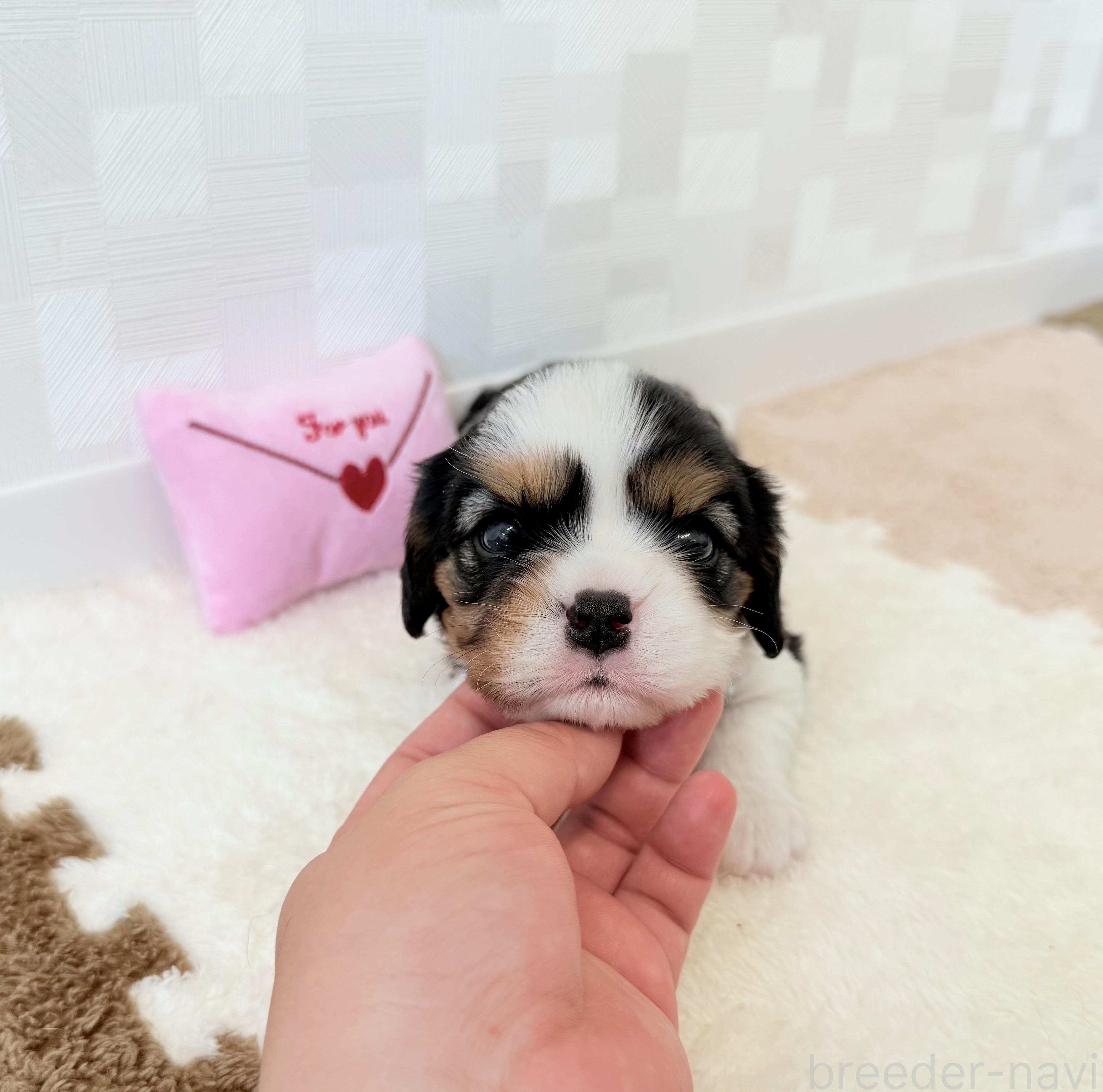 販売中の埼玉県のキャバリアキングチャールズスパニエル-397815の2枚目