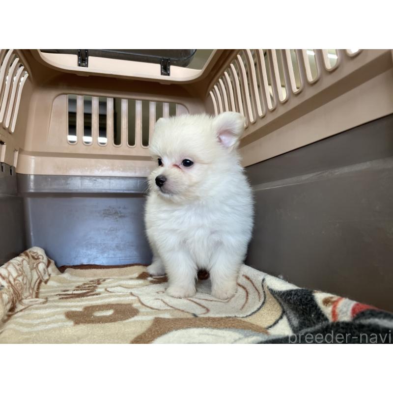 販売中の愛媛県のポメマル:ポメラニアン×マルチーズ-398018の2枚目