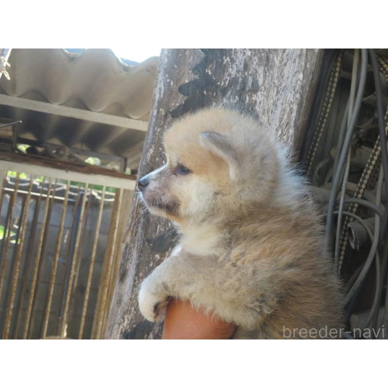 販売中の香川県の秋田犬-398038の3枚目