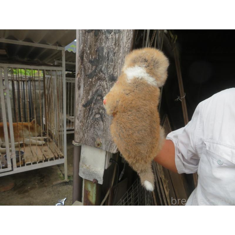 販売中の香川県の秋田犬-398038の2枚目