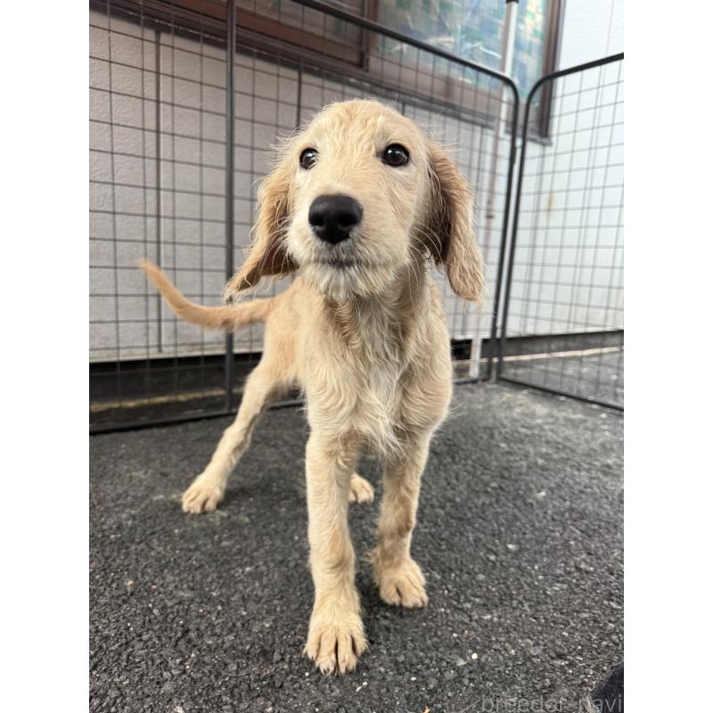 販売中の和歌山県のミックス犬-397824の3枚目