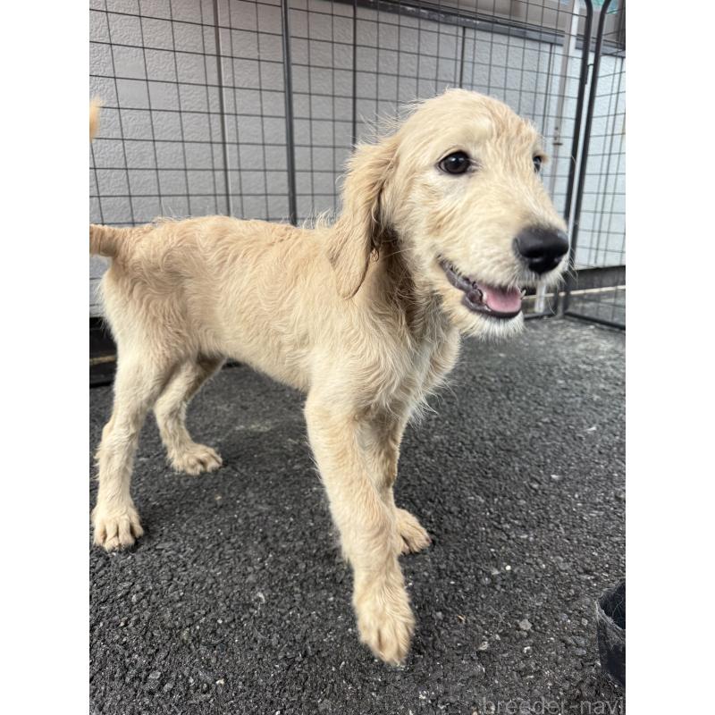 販売中の和歌山県のミックス犬-397824の2枚目