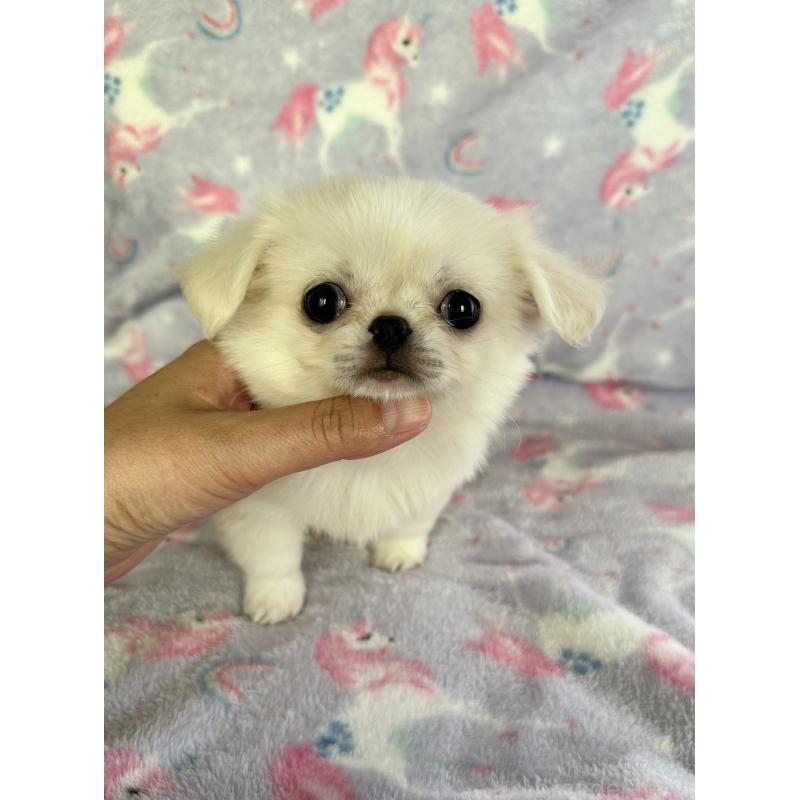 販売中の福島県のミックス犬-397829の7枚目