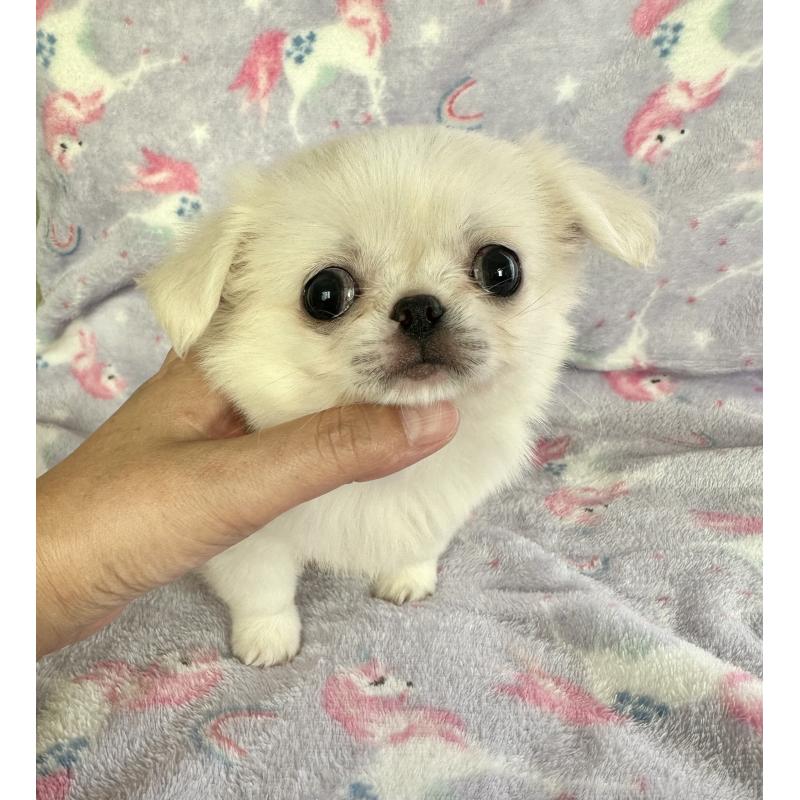 販売中の福島県のミックス犬-397829の6枚目