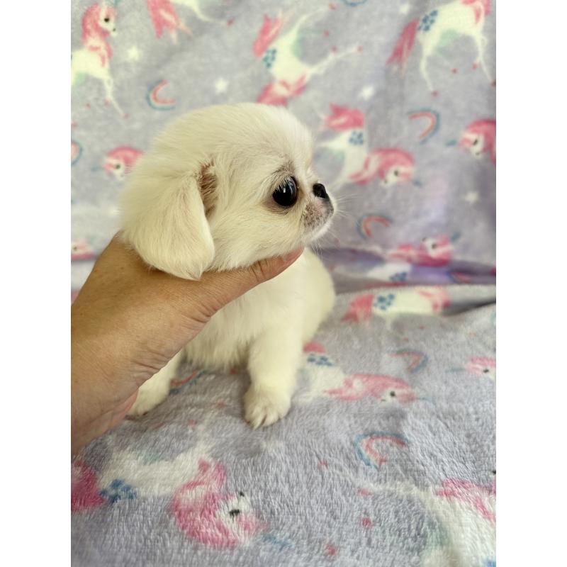 販売中の福島県のミックス犬-397829の5枚目