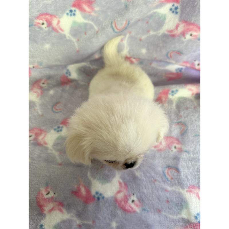 販売中の福島県のミックス犬-397829の4枚目