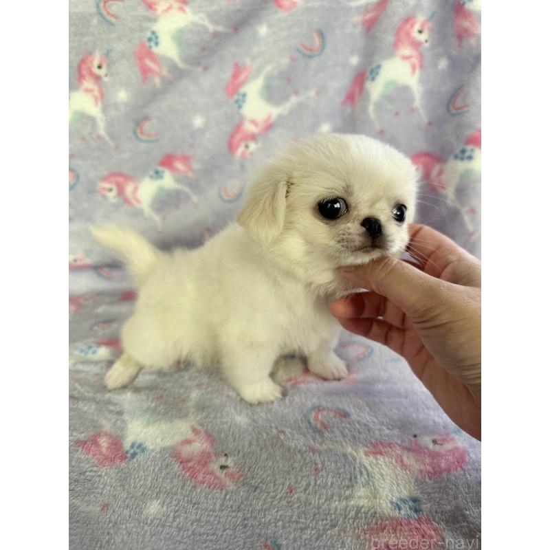 販売中の福島県のミックス犬-397829の3枚目