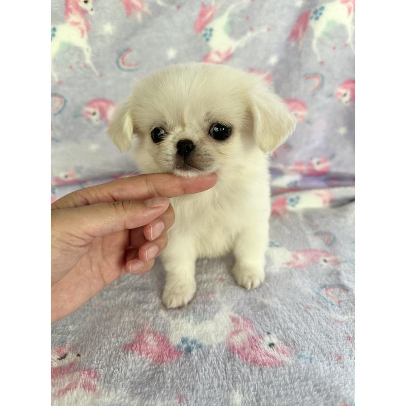 販売中の福島県のミックス犬-397829の2枚目