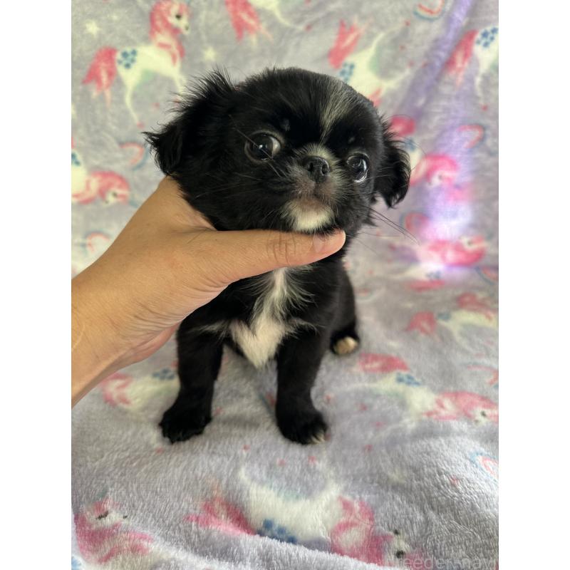 販売中の福島県のミックス犬-397830の4枚目