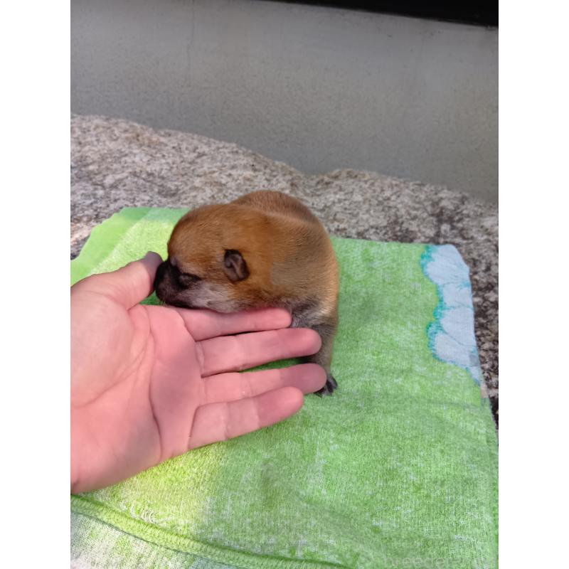成約済の三重県の豆柴-397388の3枚目