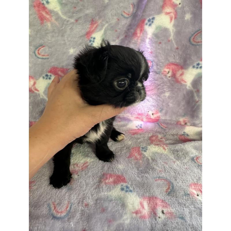 販売中の福島県のミックス犬-397830の3枚目