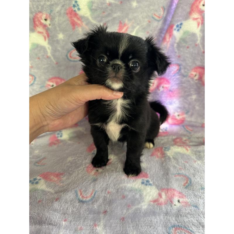 販売中の福島県のミックス犬-397830の2枚目