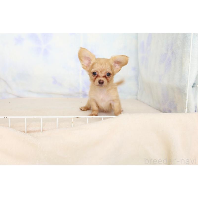 成約済の熊本県のチワックス:チワワ×ミニチュアダックスフンド-390004の3枚目