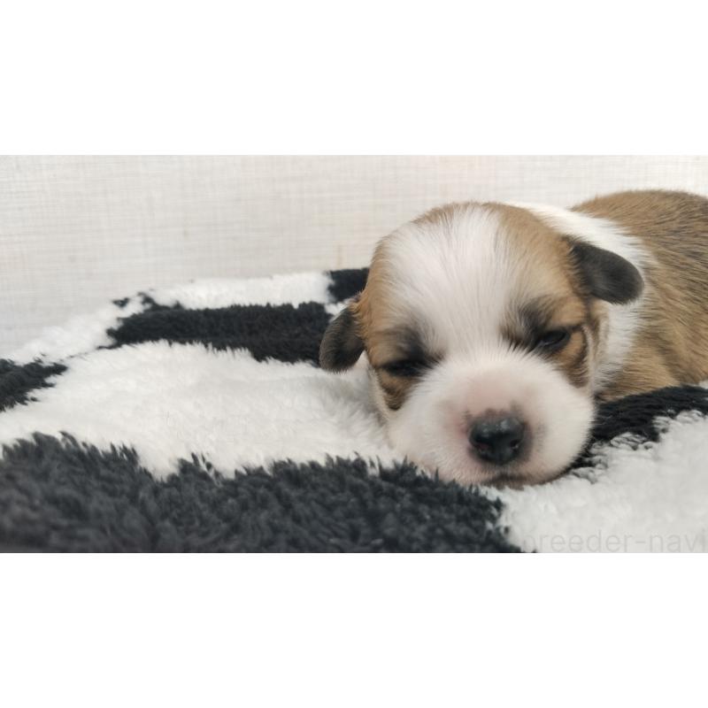 販売中の群馬県のミックス犬-400610の18枚目