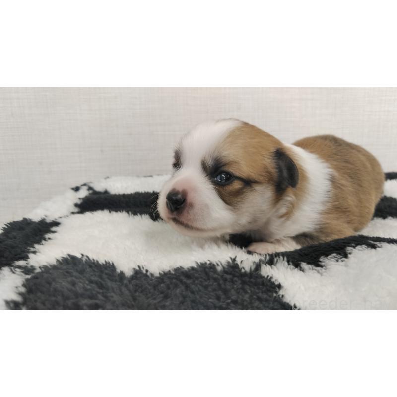 販売中の群馬県のミックス犬-400610の17枚目