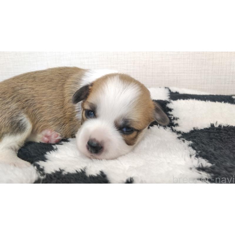 販売中の群馬県のミックス犬-400610の15枚目