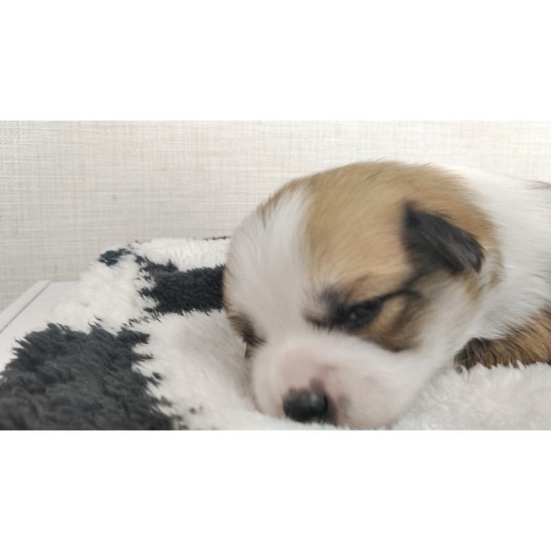 販売中の群馬県のミックス犬-400610の14枚目
