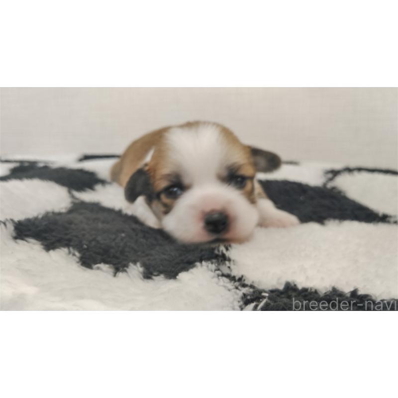 販売中の群馬県のミックス犬-400610の13枚目