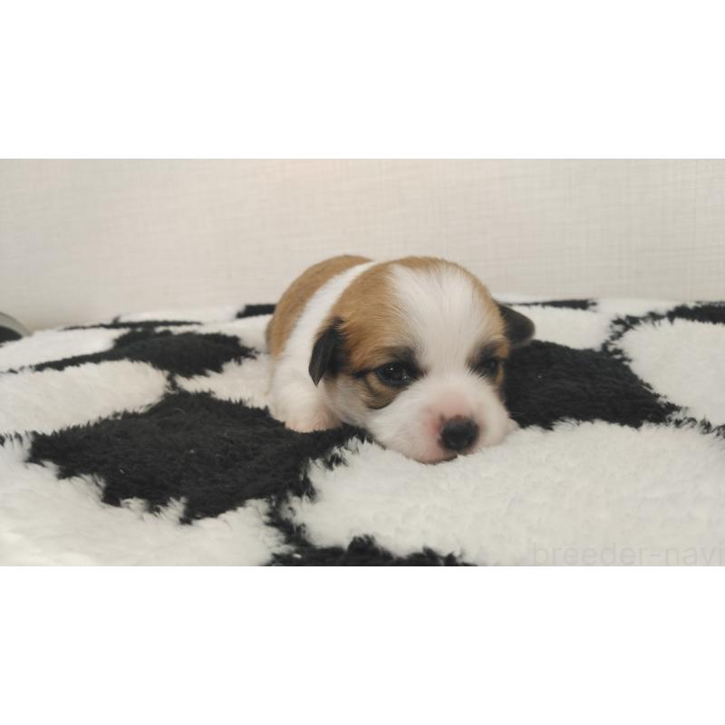 販売中の群馬県のミックス犬-400610の12枚目