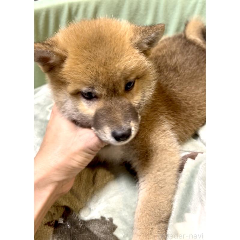 販売中の奈良県の豆柴-384483の5枚目