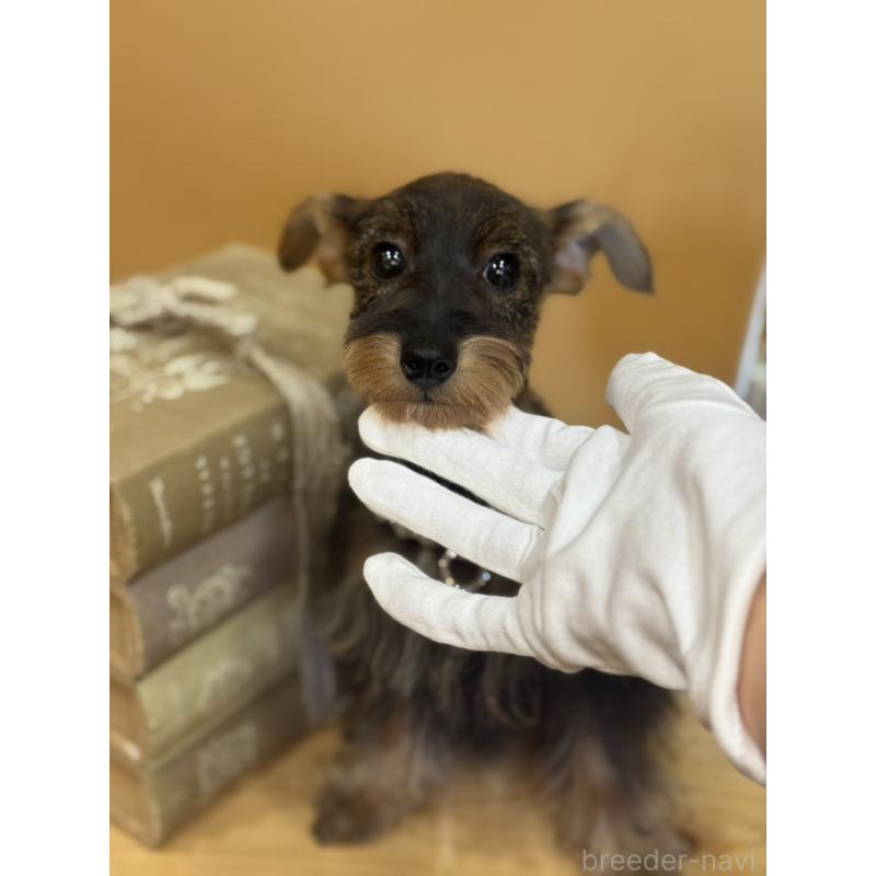 販売中の茨城県のミックス犬-378994の12枚目