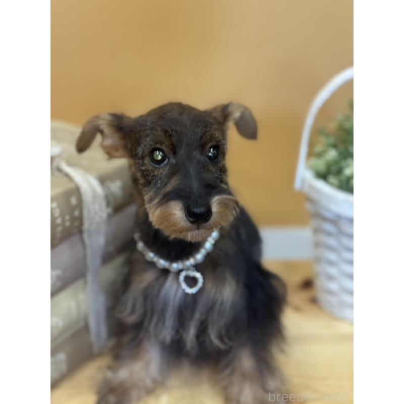 販売中の茨城県のミックス犬-378994の11枚目