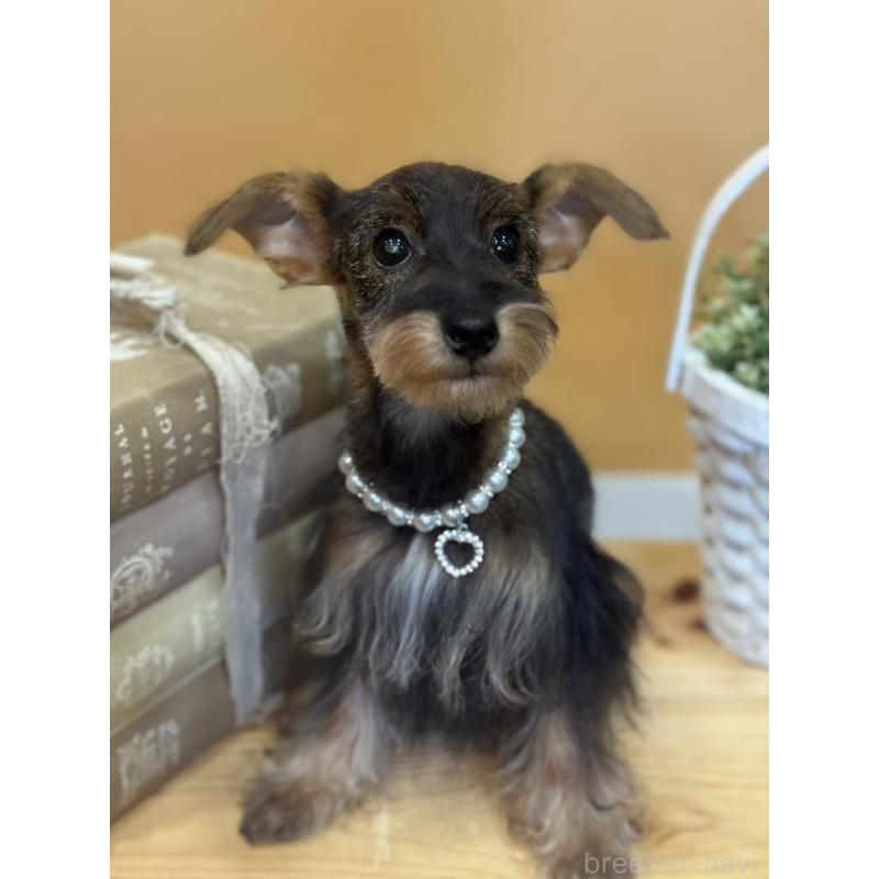 販売中の茨城県のミックス犬-378994の9枚目