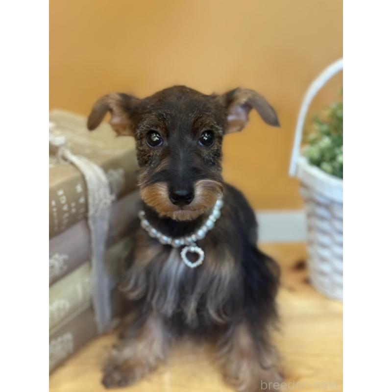 販売中の茨城県のミックス犬-378994の8枚目