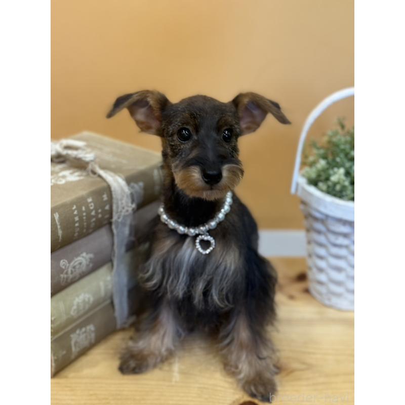 販売中の茨城県のミックス犬-378994の4枚目