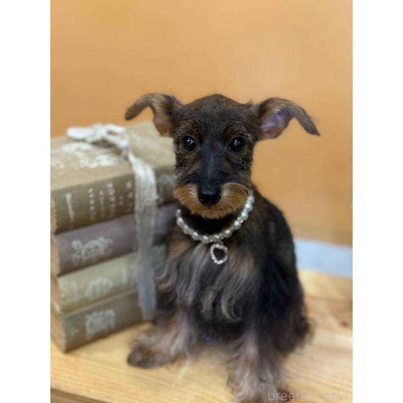 販売中の茨城県のミックス犬-378994の2枚目