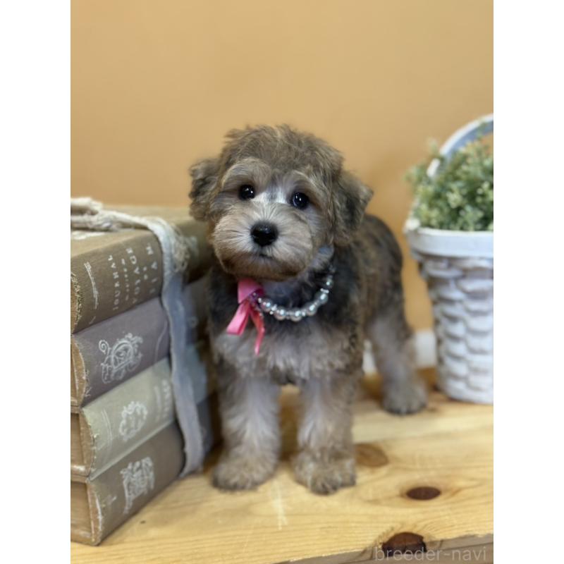 販売中の茨城県のその他の犬種-398082の10枚目