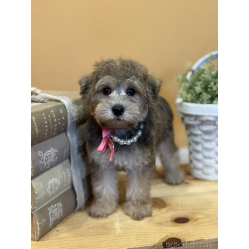 販売中の茨城県のその他の犬種-398082の9枚目