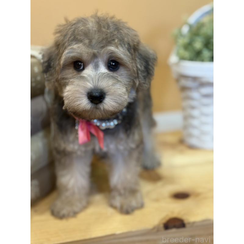 販売中の茨城県のその他の犬種-398082の6枚目