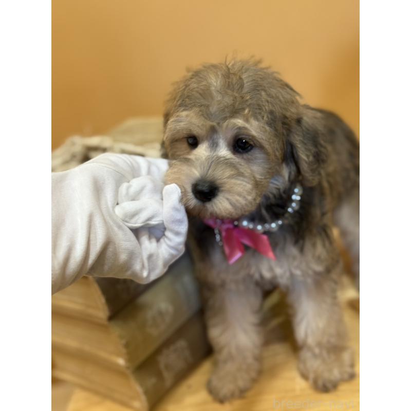 販売中の茨城県のその他の犬種-398082の5枚目