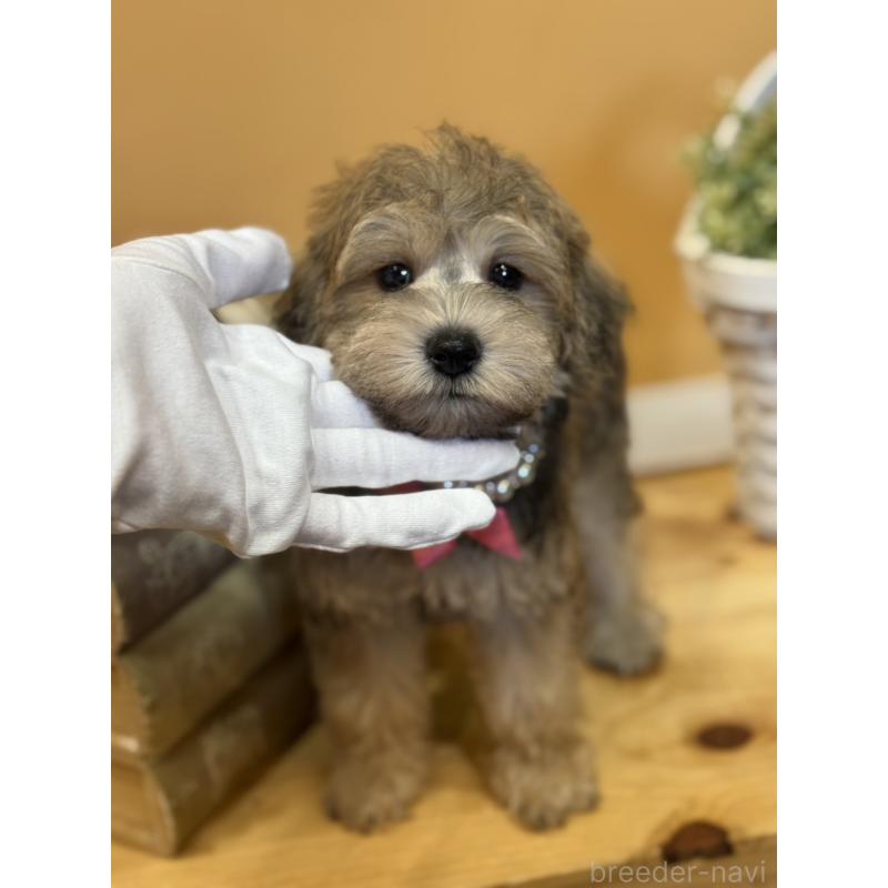販売中の茨城県のその他の犬種-398082の4枚目