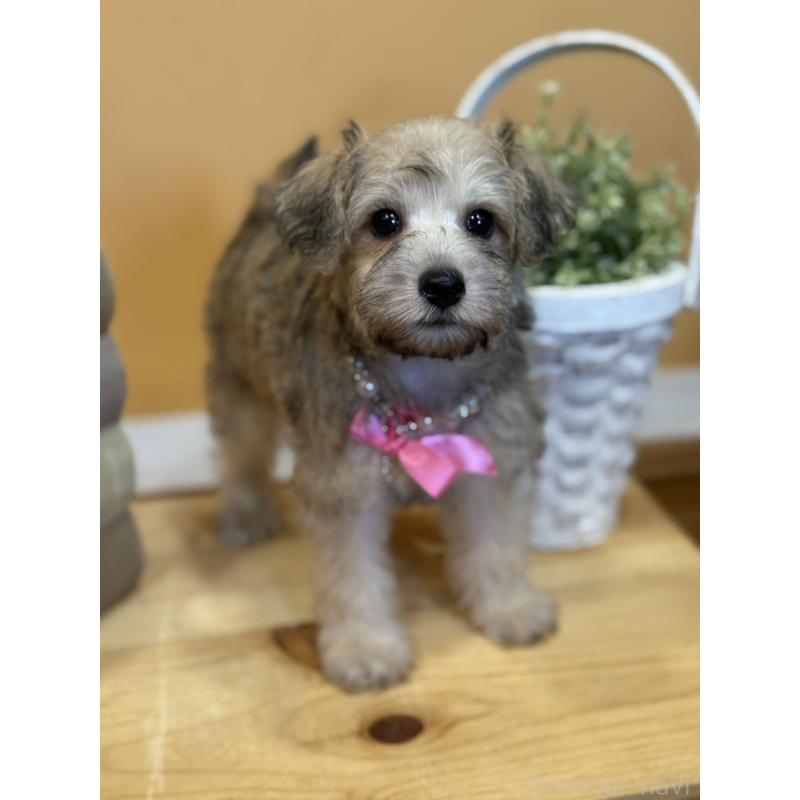 販売中の茨城県のその他の犬種-398083の10枚目