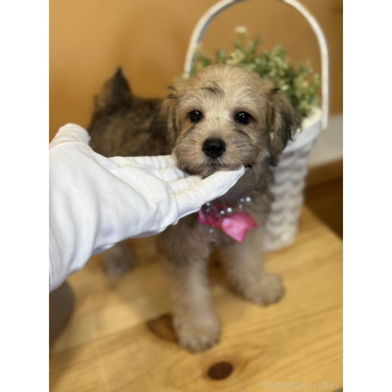 販売中の茨城県のその他の犬種-398083の9枚目