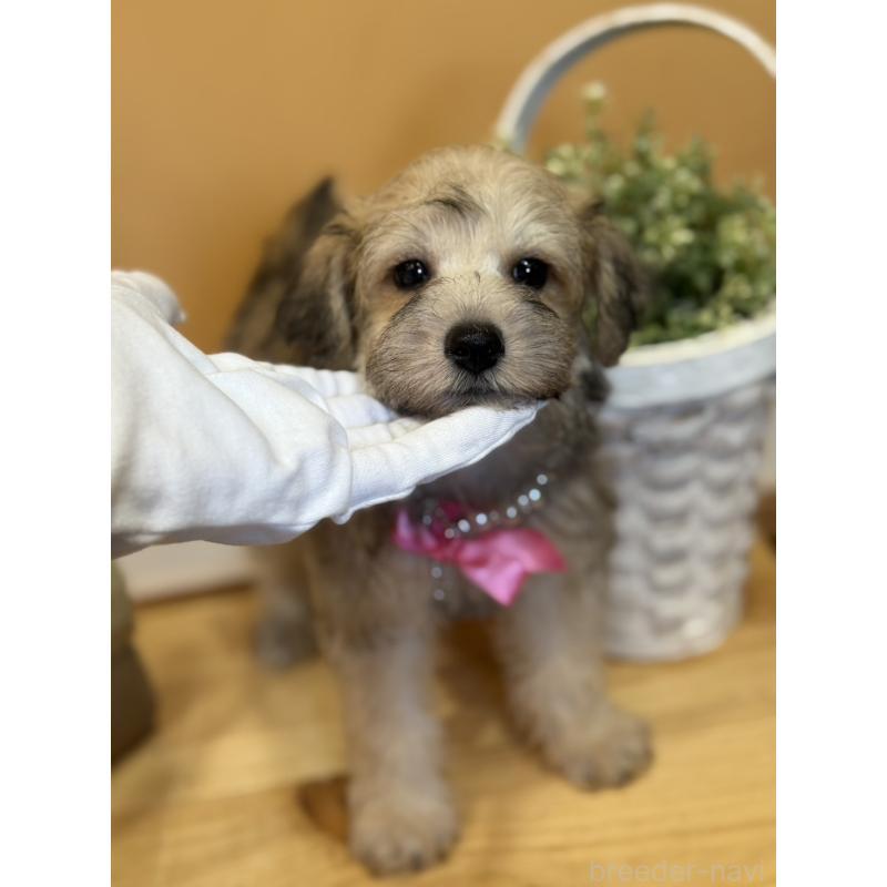 販売中の茨城県のその他の犬種-398083の7枚目