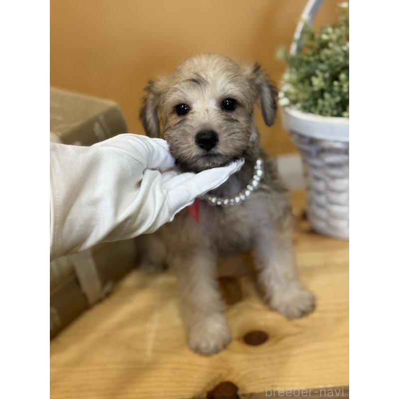 販売中の茨城県のその他の犬種-398083の5枚目