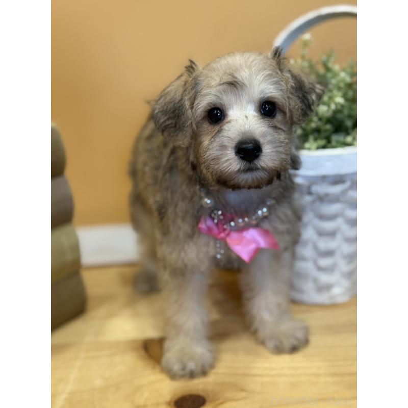 販売中の茨城県のその他の犬種-398083の4枚目