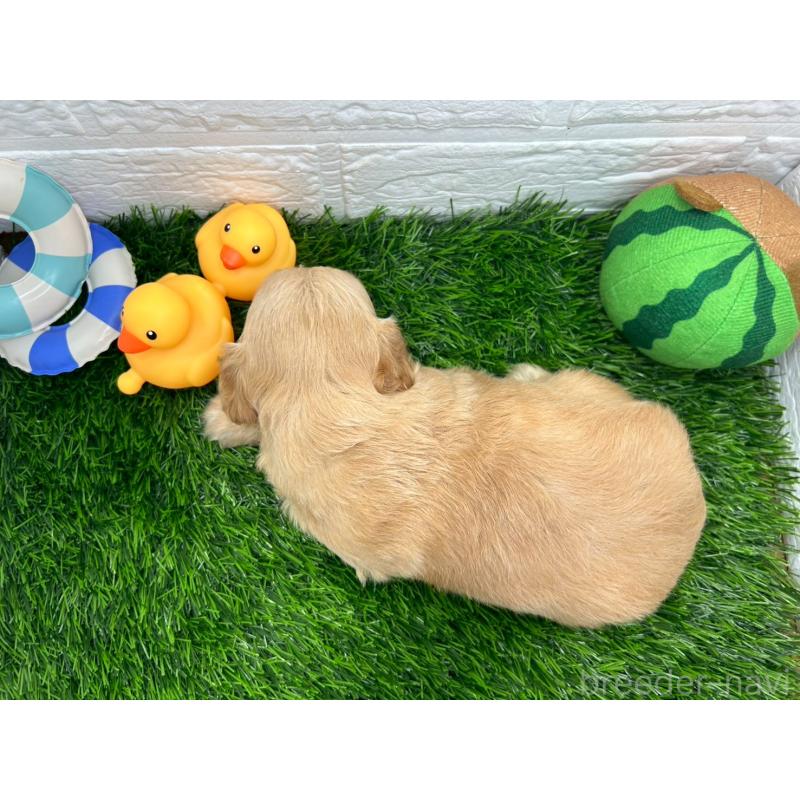 販売中の茨城県のチワプー:チワワ×トイプードル-398084の20枚目