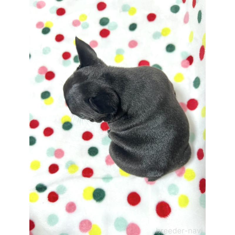 販売中の香川県のフレンチブルドッグ-398087の5枚目