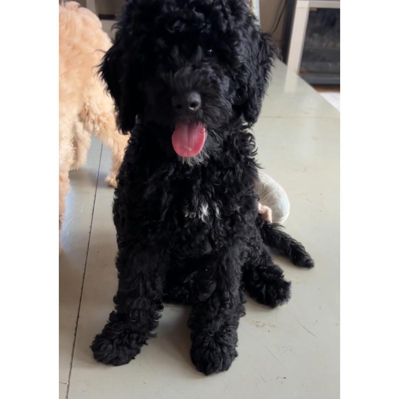 販売中の茨城県のミックス犬-386013の2枚目