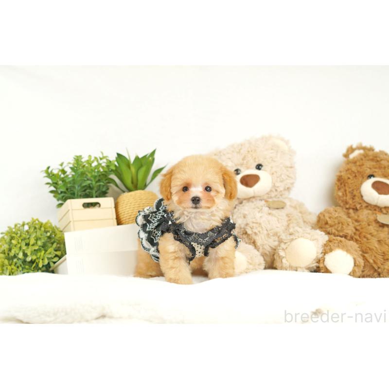 成約済の大阪府のティーカッププードル-398120の4枚目