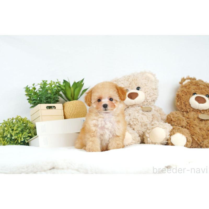 成約済の大阪府のティーカッププードル-398120の3枚目