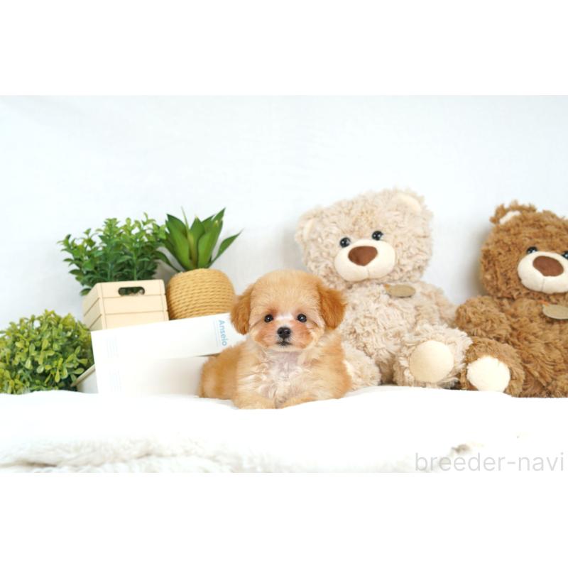 成約済の大阪府のティーカッププードル-398120の2枚目