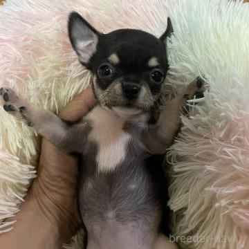 販売中の滋賀県のチワワ(スムースコート)-398095の1枚目