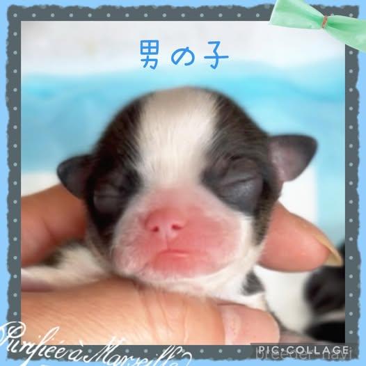 販売中の静岡県のチワワ(ロングコート)-398097の4枚目