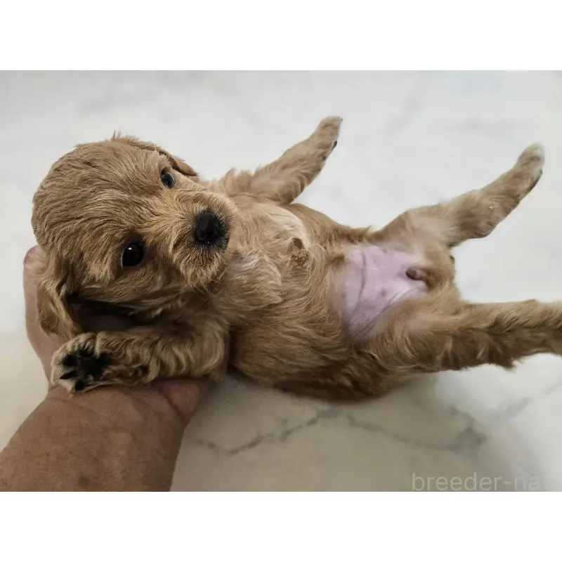 販売中の埼玉県のミックス犬-398107の6枚目