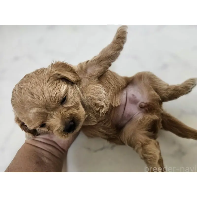 販売中の埼玉県のミックス犬-398107の5枚目